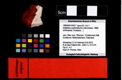 Foto (Objekt + Etikett) von Distefania oxythyreiformis (Gemmelaro, 1869)  (NHMW-GEO-1990-0041-0423)